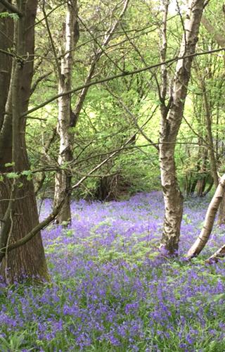 Woodland footpaths at Woodhouse Farm Holiday Park