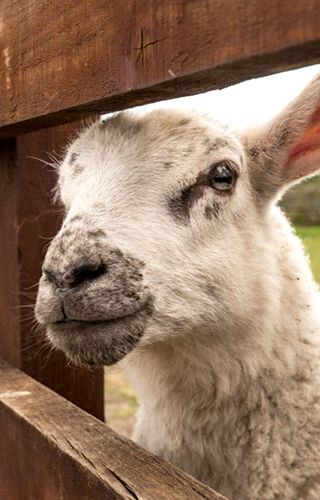 Woodhouse Farm animals