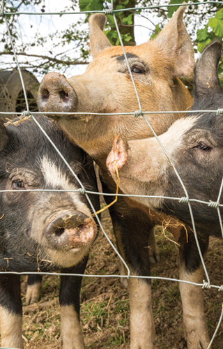 Pigs at Woodhouse Farm Holiday Park