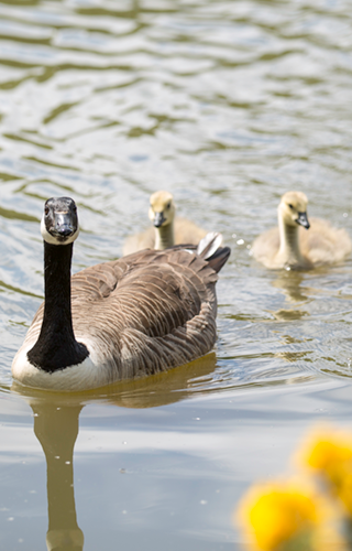 Woodhouse Farm Holiday Park Fishing Lake
